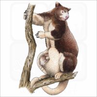 Huon or Matschie's Tree Kangaroo illustration
