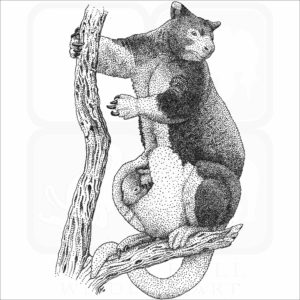 Huon or Matschie's Tree Kangaroo