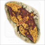 Imperial Moth illustration