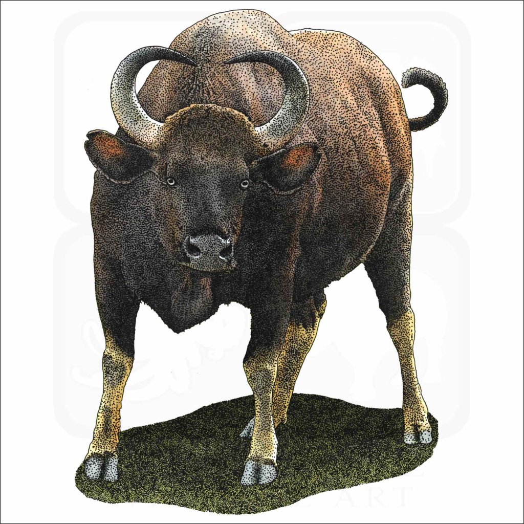 Indian Gaur - Signed Fine Art Print – inkart
