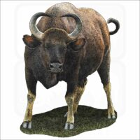Indian Gaur illustration