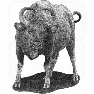 Indian Gaur