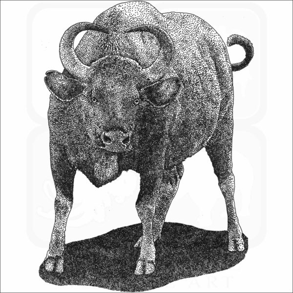 Indian Gaur