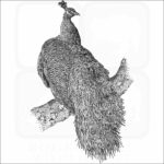 Indian Peacock
