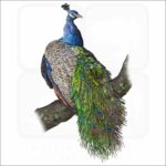 Indian Peacock illustration