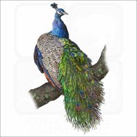 Indian Peacock illustration
