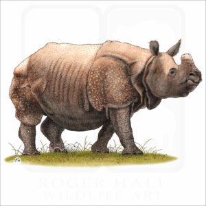 Indian Rhinoceros illustration