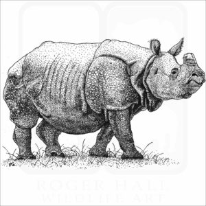 Indian Rhinoceros