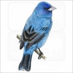 Indigo Bunting illustration
