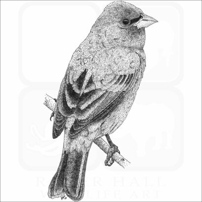 Indigo Bunting