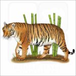 Indochinese Tiger illustration