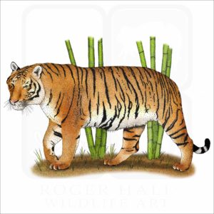 Indochinese Tiger illustration
