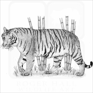 Indochinese Tiger