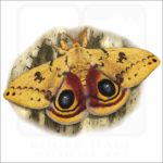 Io Moth illustration