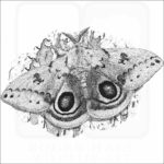 Io Moth