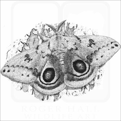 Io Moth