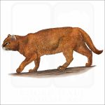 Jaguarundi illustration