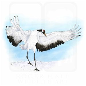Japanese Crane illustration