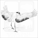 Japanese Crane