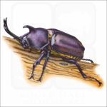 Japanese Rhinoceros Beetle illustration