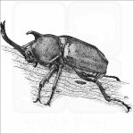 Japanese Rhinoceros Beetle