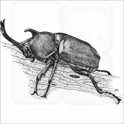 Japanese Rhinoceros Beetle