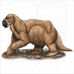 Jefferson's Ground Sloth illustration