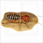 Jerusalem Cricket illustration