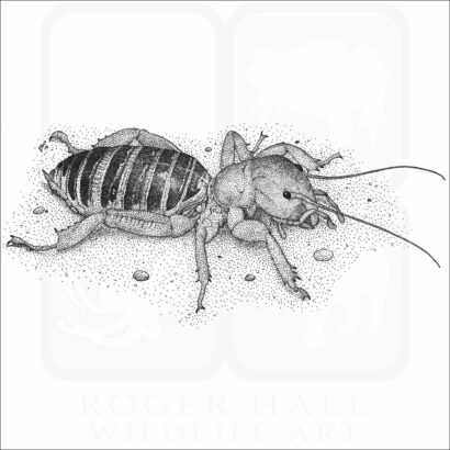 Jerusalem Cricket