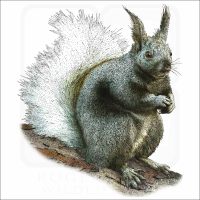 Kaibab Squirrel illustration