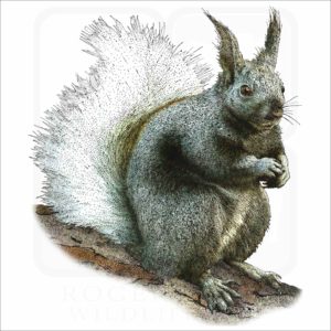 Kaibab Squirrel illustration