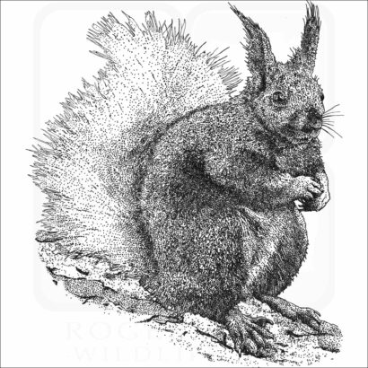 Kaibab Squirrel