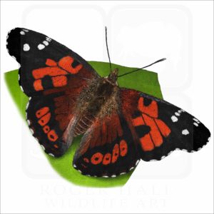 Kamehameha Butterfly illustration