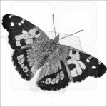 Kamehameha Butterfly