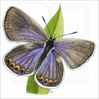 Karner Blue Butterfly illustration