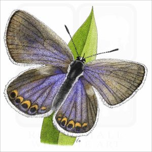 Karner Blue Butterfly illustration