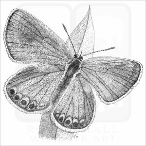 Karner Blue Butterfly