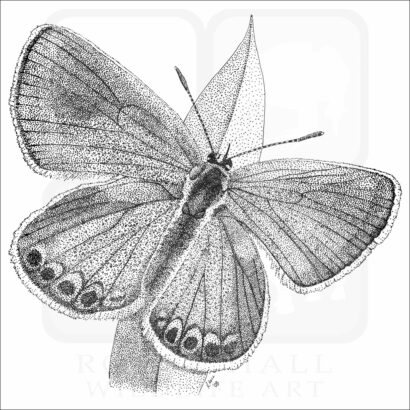 Karner Blue Butterfly