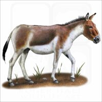 Kiang or Wild Ass illustration