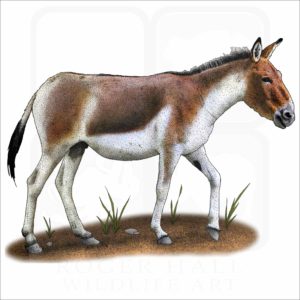 Kiang or Wild Ass illustration
