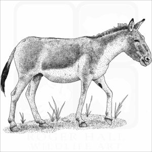 Kiang or Wild Ass