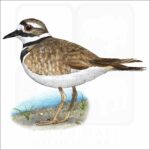 Killdeer illustration