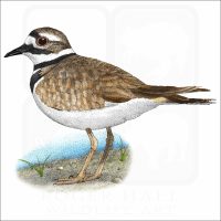 Killdeer illustration
