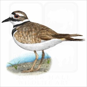 Killdeer illustration