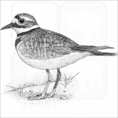 Killdeer