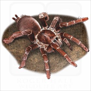 King Baboon Tarantula illustration