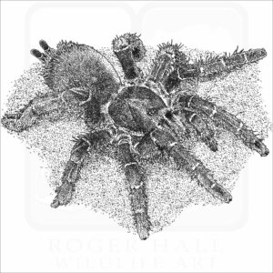 King Baboon Tarantula