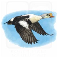 King Eider Duck illustration