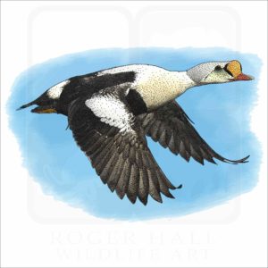 King Eider Duck illustration