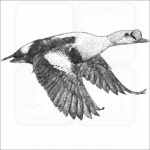 King Eider Duck